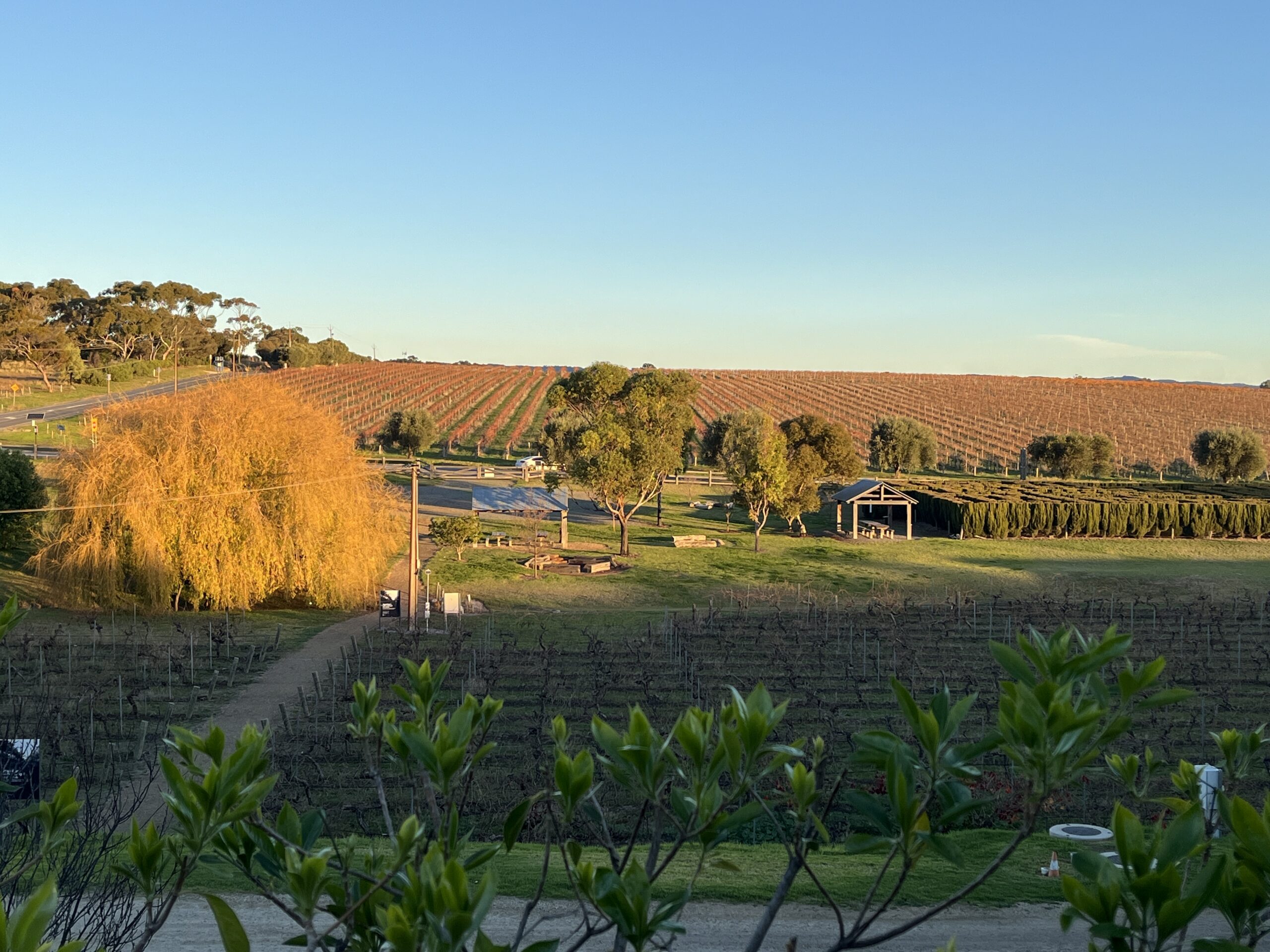 McLaren vale wine region